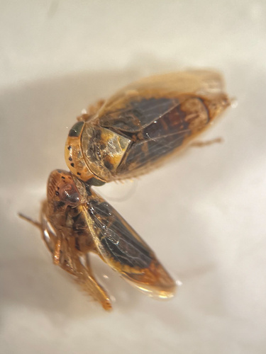 Handianus ignoscus