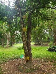 Artocarpus heterophyllus
