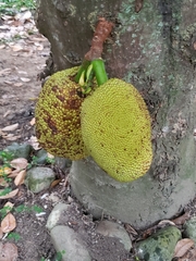 Artocarpus heterophyllus
