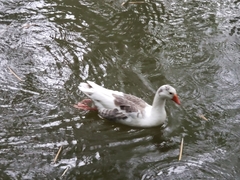 Anser anser domesticus