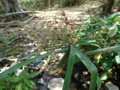 Cyperus canus