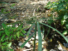 Cyperus canus