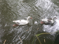 Anser anser domesticus