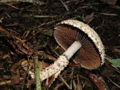 Lacrymaria asperospora