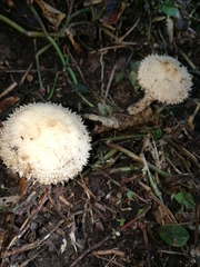 Lacrymaria asperospora