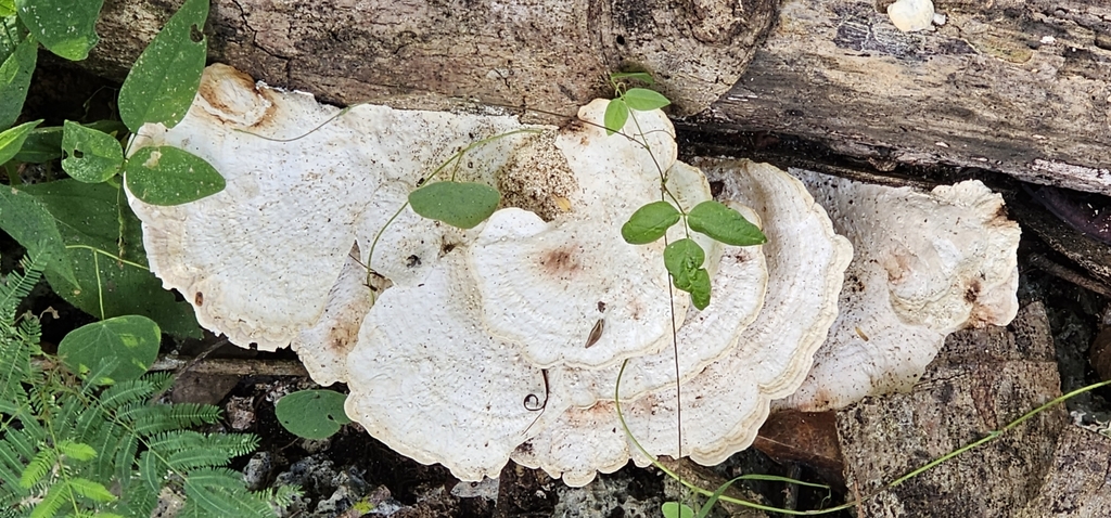 brown-staining cheese polypore from 97795 Yuc., México on November 24 ...