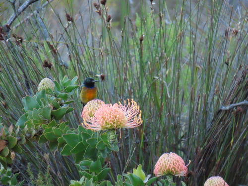 Orange-breasted Sunbird (Anthobaphes violacea), photo 6