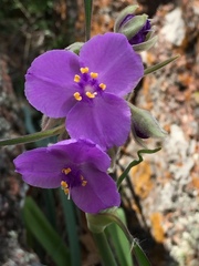 Tradescantia gigantea