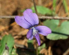 Viola palmata