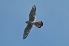 Falco sparverius sparverius