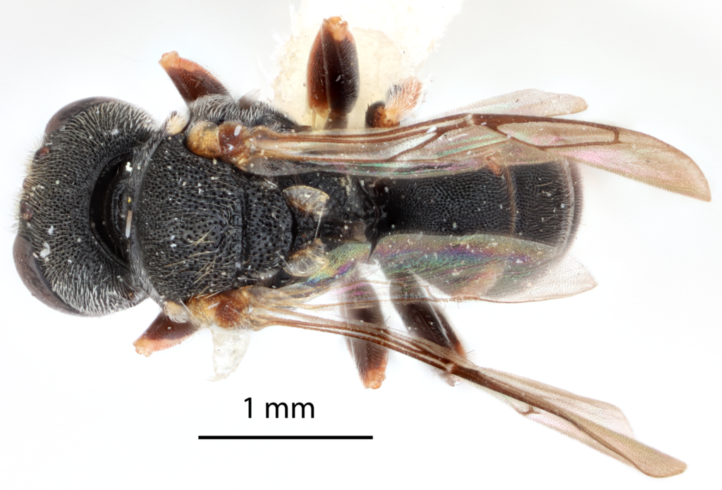 Oxybelus californicus