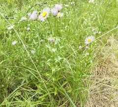 Erigeron subtrinervis