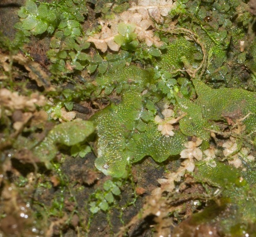 Asperifolia arguta observed 2022-02-20