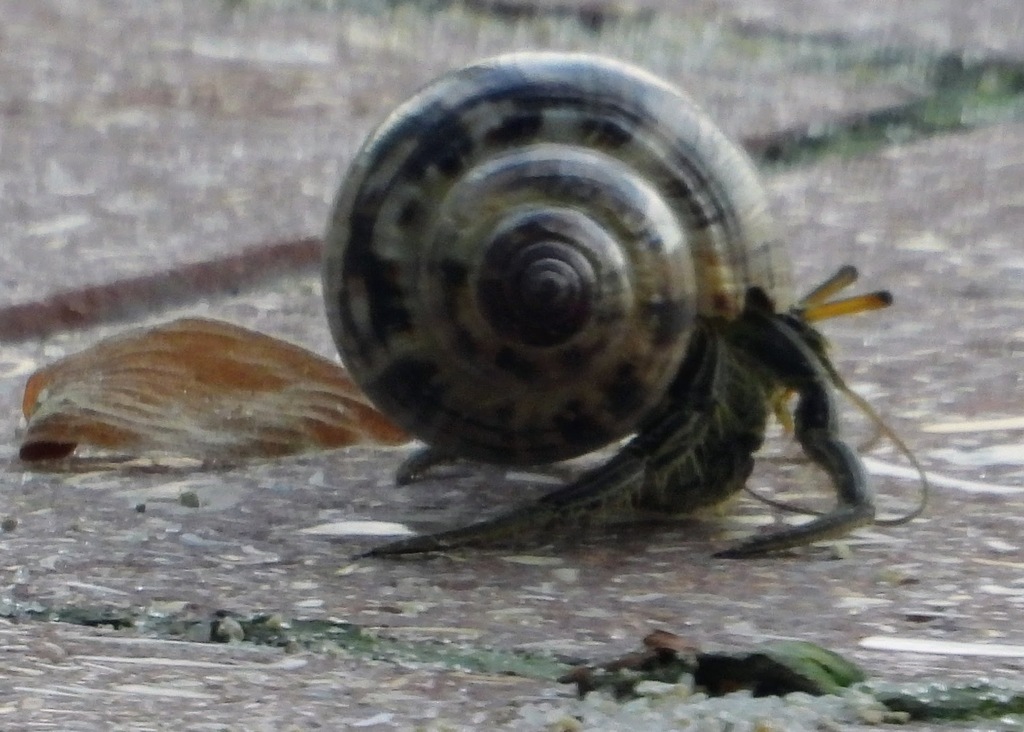 Thinstripe Hermit Crab from Layton, FL 33001, USA on November 13, 2023 ...