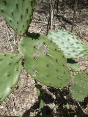 Opuntia wilcoxii