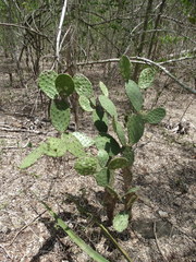 Opuntia wilcoxii
