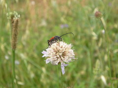 Stictoleptura cordigera