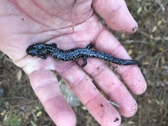 Plethodon chlorobryonis