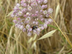 Stictoleptura cordigera