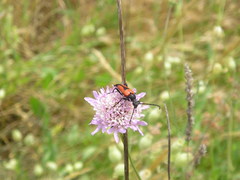 Stictoleptura cordigera