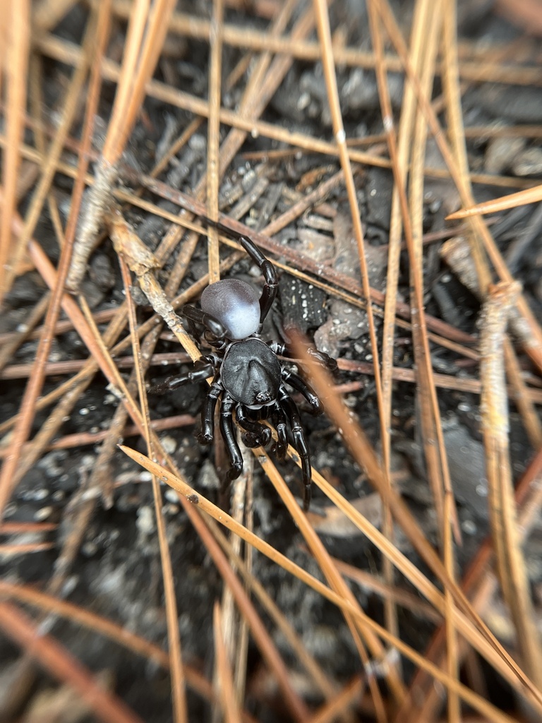 Ummidia rongodwini