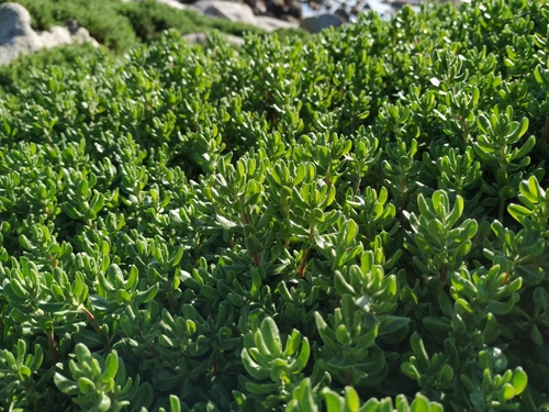 Alkali Seaheath foliage