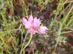 Allium serra