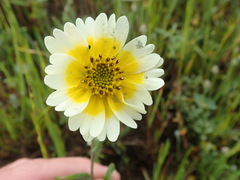 Layia gaillardioides