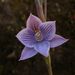 Striped Sun Orchid - Photo (c) Steve Reekie, some rights reserved (CC BY-NC), uploaded by Steve Reekie