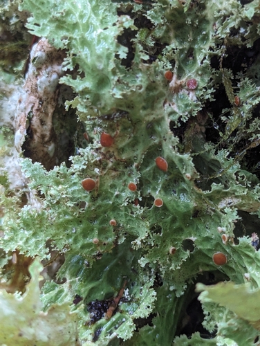 Lettuce Lichen