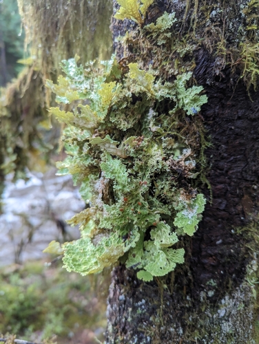 Lettuce Lichen