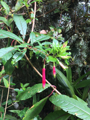 Fuchsia denticulata