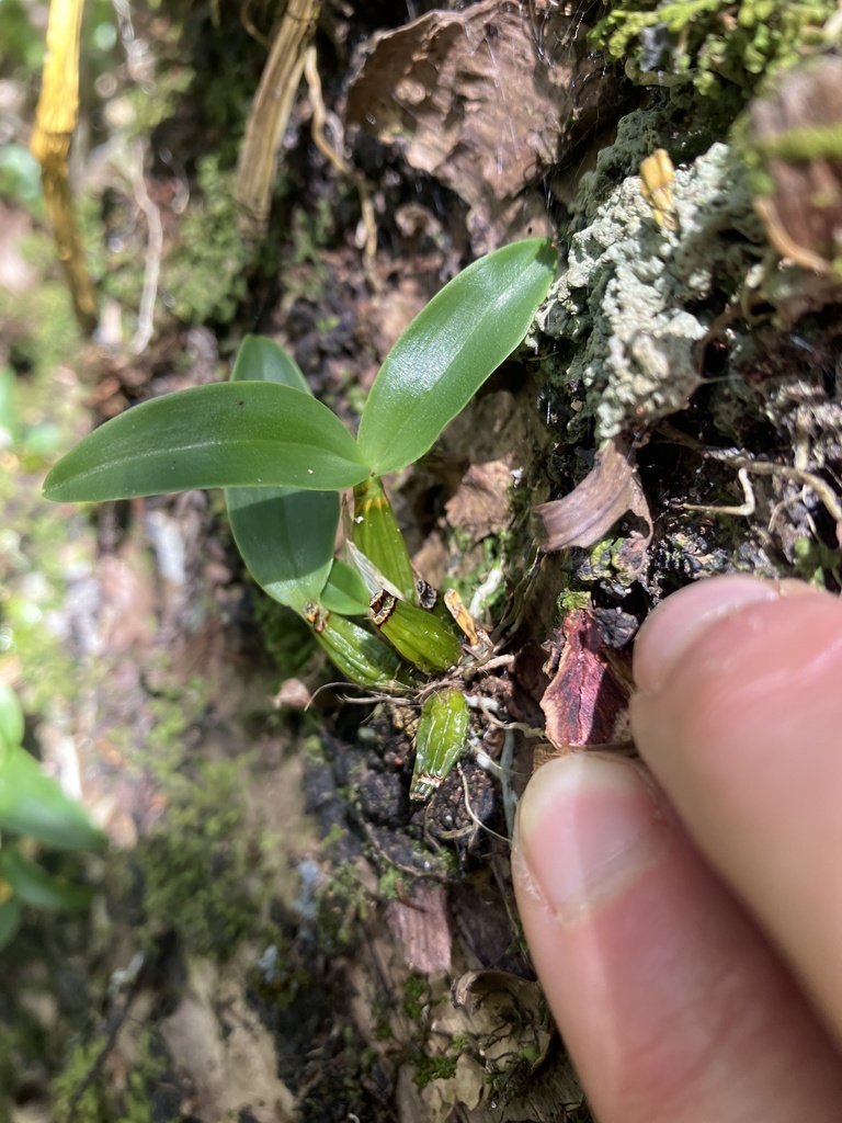 Dendrobium brachypus (Endl.) Rchb.f.