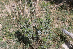 Isocoma hartwegii