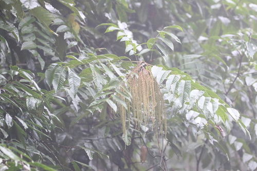 Rhoiptelea chiliantha, photograph 5