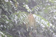 Rhoiptelea chiliantha, photograph author not stated, no rights reserved
