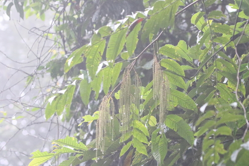 Image of Rhoiptelea chiliantha by no rights reserved