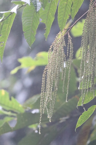 Image of Rhoiptelea chiliantha by no rights reserved
