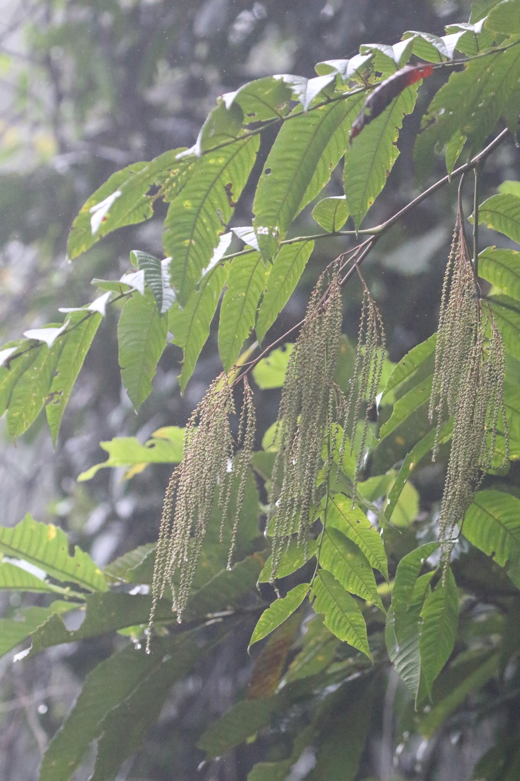 Rhoiptelea chiliantha