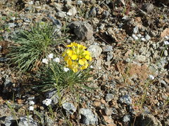 Erysimum franciscanum