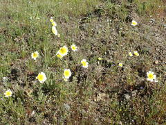 Layia gaillardioides