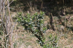 Isocoma hartwegii