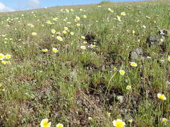 Layia gaillardioides