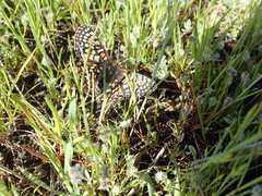 Euphydryas editha bayensis