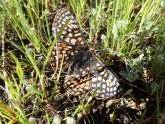 Euphydryas editha bayensis