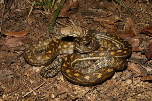 Australian Scrub Python sighting