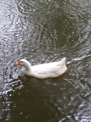 Anas platyrhynchos domesticus