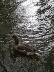 Anser anser domesticus