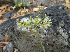 Pithecellobium lanceolatum