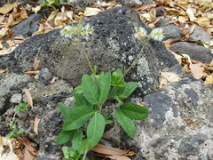 Pithecellobium lanceolatum